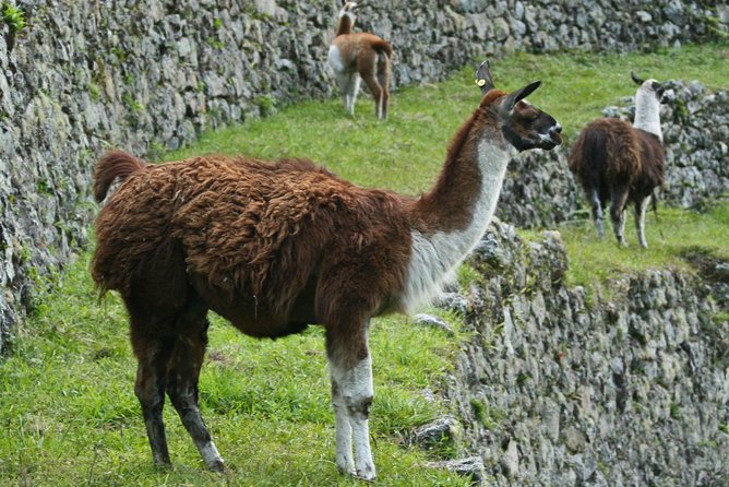 2 Day - Short Inca Trail to Machu Picchu - Group Service - FAQ