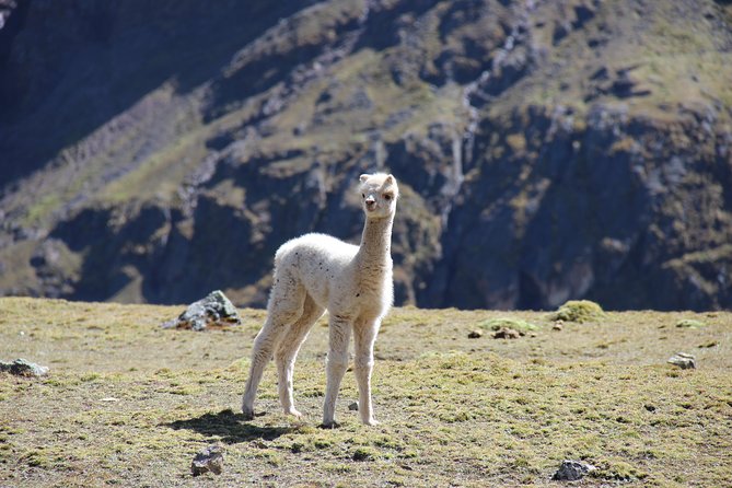 5 Day - Salkantay trek to Machu Picchu - Group Service - Day 5: Machu Picchu sunrise, a guided walk, and free time inside the citadel