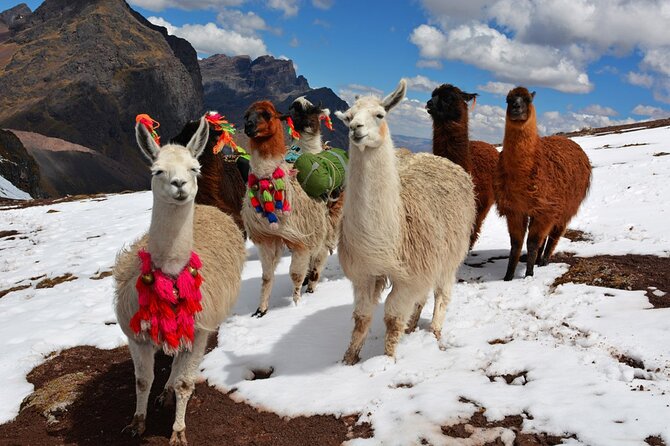 6-Day Tour of Cusco Magico-Machu Picchu-Rainbow Mountain - Who Should Book This Tour (and Who Might Want a Different Plan)