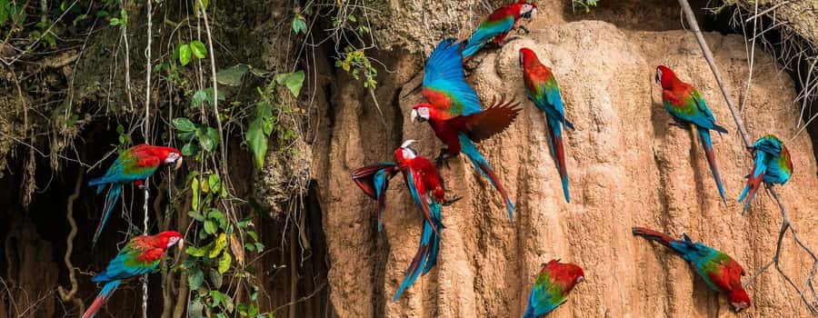 Amazonas Manu Cultural Zone 4 Days / 3 Nights - Key Things That Make This Tour Worth Your Time