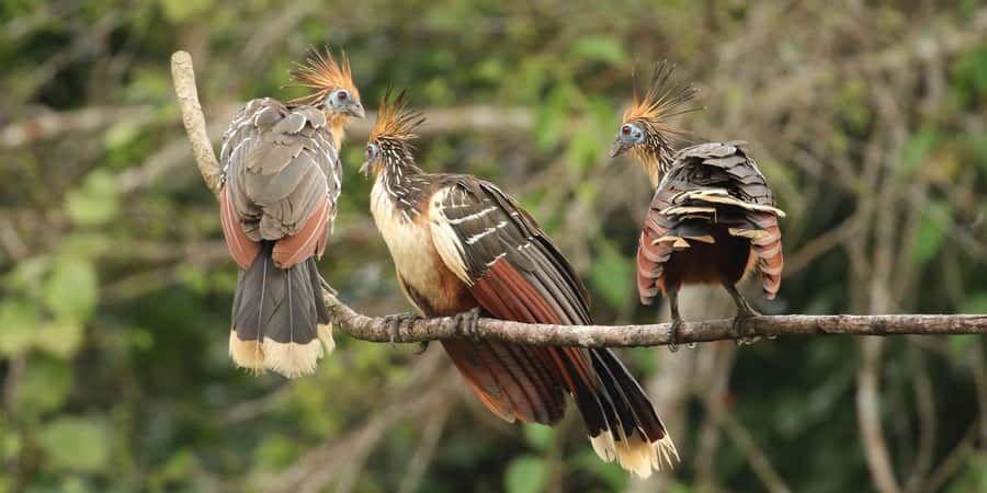 Amazonas Manu Cultural Zone 4 Days / 3 Nights - Why the Amazonas–Manu Cultural Zone Route Feels More Like Nature Than a Checklist