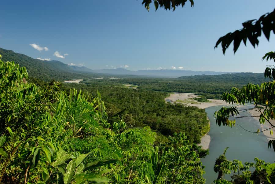 Amazonas Manu Cultural Zone 4 Days / 3 Nights - Day 3: Parrot Clay Lick Sunrise, Ceiba Tree, and Night Hiking Focused on Reptiles and Insects