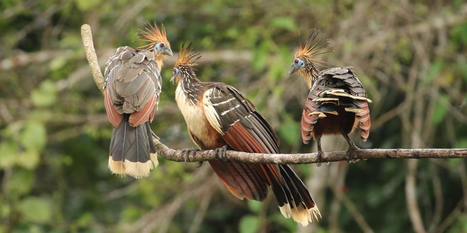 Amazonas Manu Cultural Zone 4 Days / 3 Nights - Price and Inclusions: Is $430 Good Value for This 4-Day Jungle Plan?