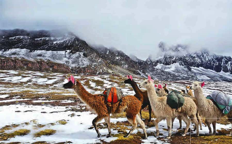 Arrive before the crowd to the Mountain in private service - Lunch in Cusipata + the return to Cusco by mid-afternoon