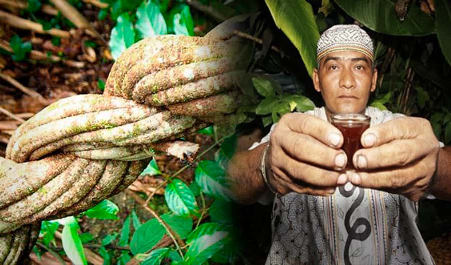 Ayahuasca Ceremony 1 Day in Cusco - Pre-ceremony diet: how to set yourself up for a calmer session