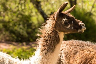 Cochahuasi Animal Sanctuary® Admission Ticket - Tickets and price: $10 value, and why timing can save hassle