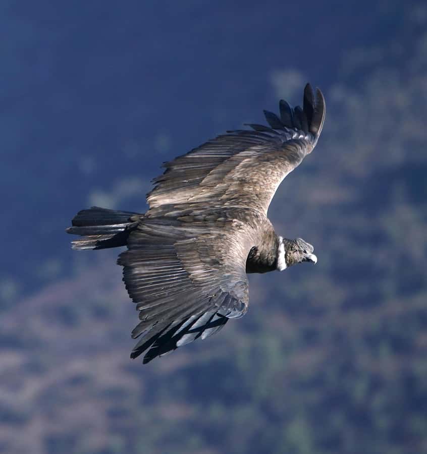 Cusco: Chonta Canyon and Condor Flight Tour with Lunch - From Centro Histórico to Chonta Canyon: how the day is paced
