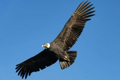 Cusco: Chonta Canyon and Condor Flight Tour with Lunch - Tarawasi near Limatambo: the Usno ritual platform stop