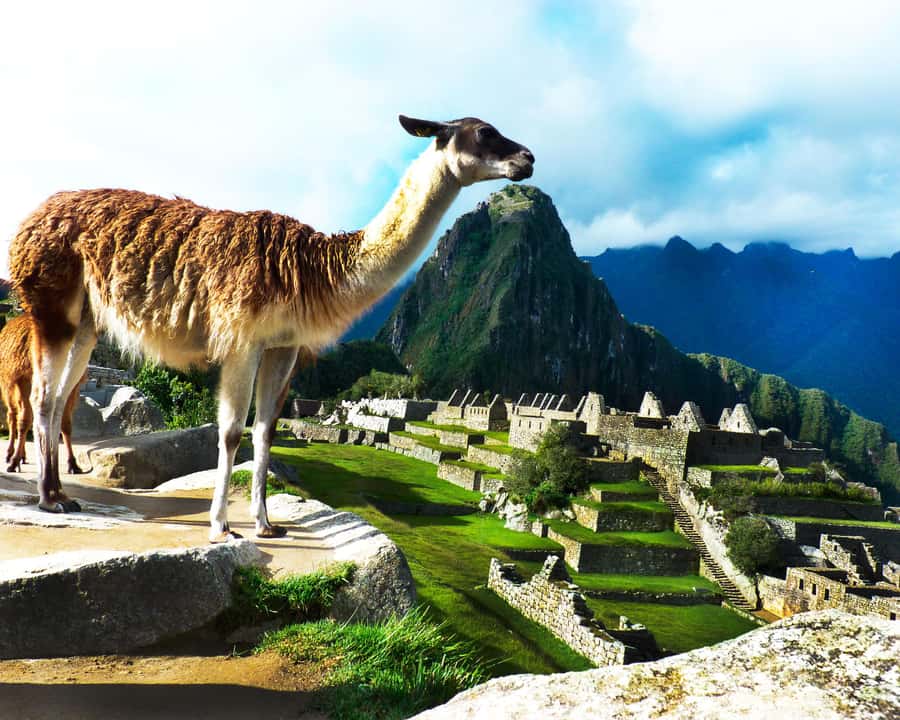 CUSCO: Full Day All Included Private Machu Picchu Experience - Lunch in Aguas Calientes and the Return Train to Cusco