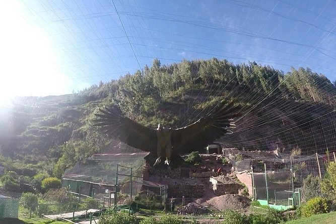 Cusco Santuario de Animales Rescatados en Cusco - Key things to know before you go to Cochahuasi in Cusco