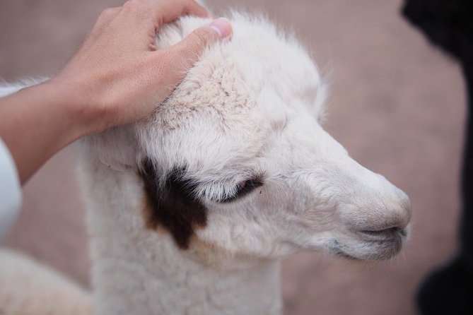 Cusco Santuario de Animales Rescatados en Cusco - Cochahuasi Animal Sanctuary: what you’ll actually see