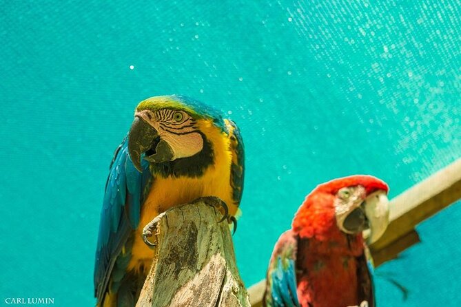 Cusco Santuario de Animales Rescatados en Cusco - Why the education mission is the real core