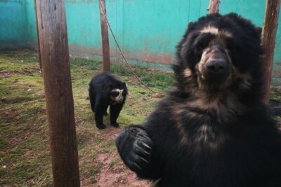 Cusco Santuario de Animales Rescatados en Cusco - The sanctuary walk-through: animals, stories, and careful pacing