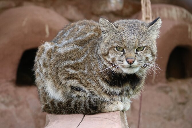 Cusco Santuario de Animales Rescatados en Cusco - Who should book this sanctuary visit