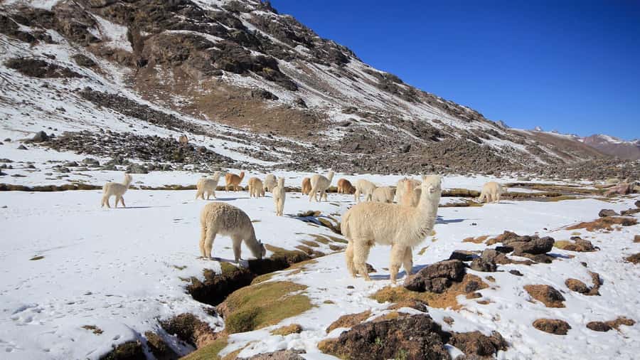 Cusco: Seven Lagoons of Ausangate Hiking Day Trip with Lunch - The Hike Itinerary: Viewpoint Photos Then Up-Close Lagoons