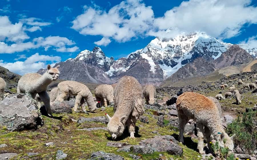 Excursion: Explore in one day the 7 lakes of Ausangate from Cusco - Price and Value: How the $35 Works With the 30 Soles Fee