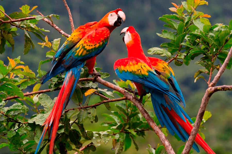 From Cusco: 4-Day Manu National Park Guided Tour - Day 2: Pilcopata walking, coca plantation, and the river descent to your lodge
