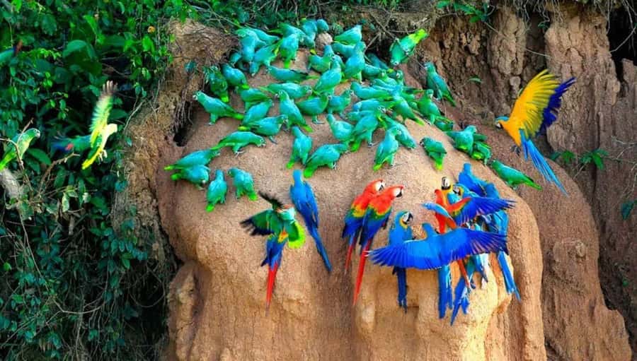 From Cusco: 4 Day Puerto Maldonado Sandoval Lake Excursion - Day 3 at 5:00 a.m.: Parrots, Kayak Time, and the Canopy Walk