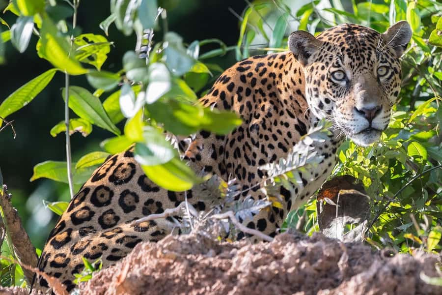 From Cusco: 4 Day Puerto Maldonado Sandoval Lake Excursion - Lodging, Food, and the Real Comfort of 3 Nights in the Jungle