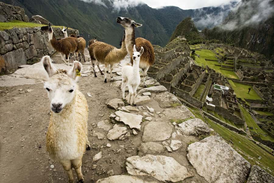 From Cusco: Machu Picchu Private Day Trip on Panoramic Train - Using your free time without wasting it