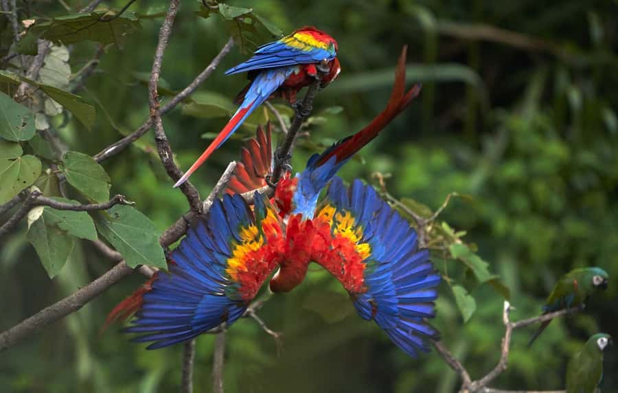 From Cusco: Manu National Park 3 Day Tour - Who Should Book (and Who Should Skip)