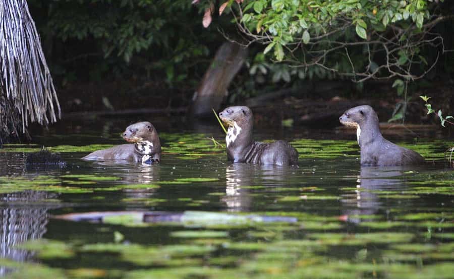 From Cusco: Manu National Park 3 Day Tour - Getting the Most from It: Pace, Weather, and Wildlife Reality