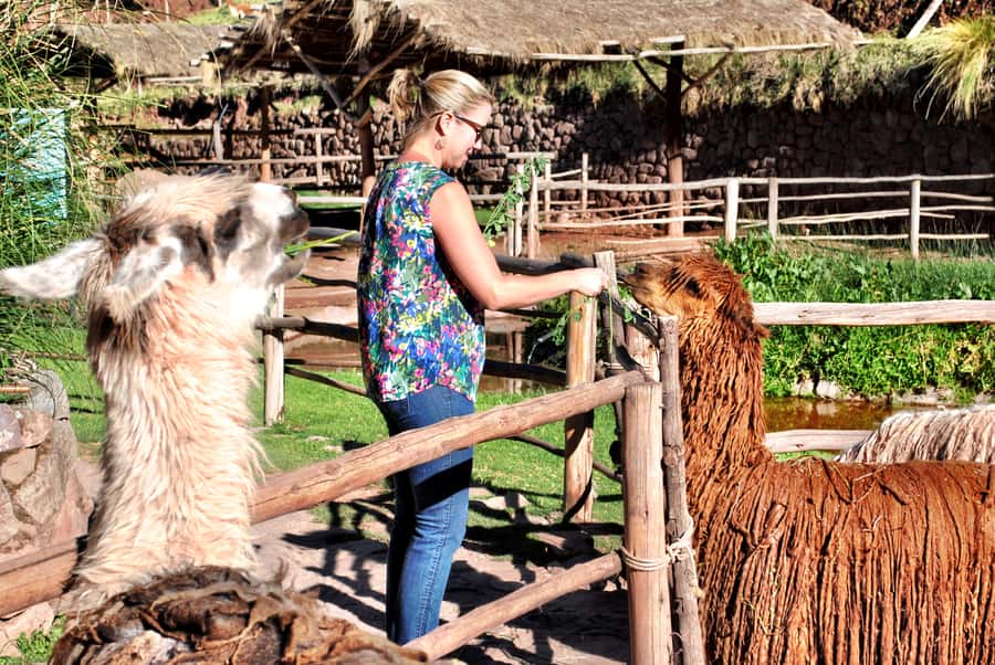 From Cusco: Private Pisac Ruins and Alpaca Farm Day Trip - The Cusco Pickup: Where Your Morning Really Starts