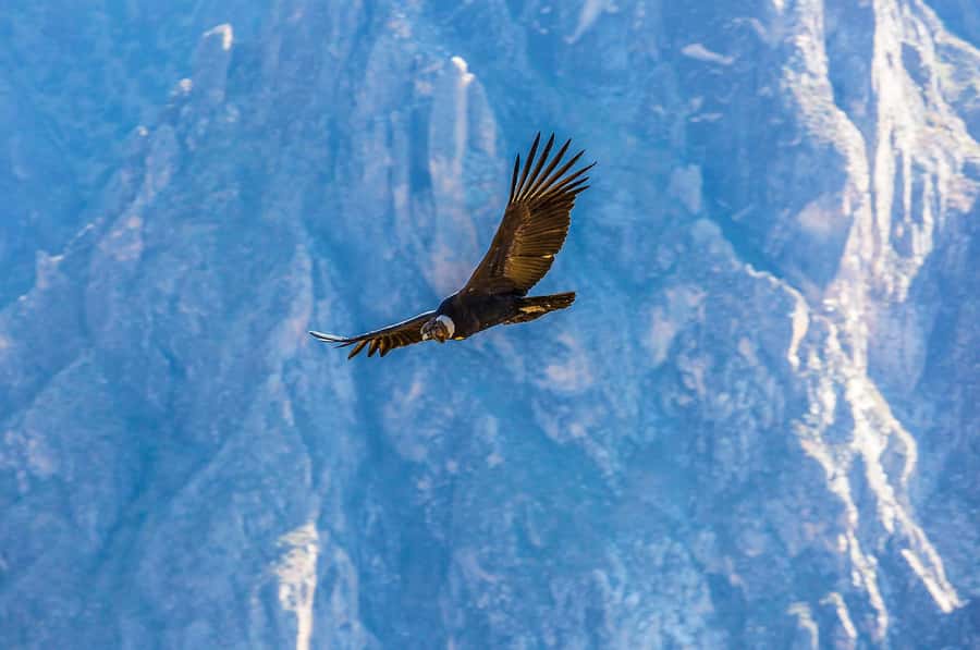 Full-Day Condor Viewpoint & Inca Sites Tour - Who should book this tour, and who should skip it