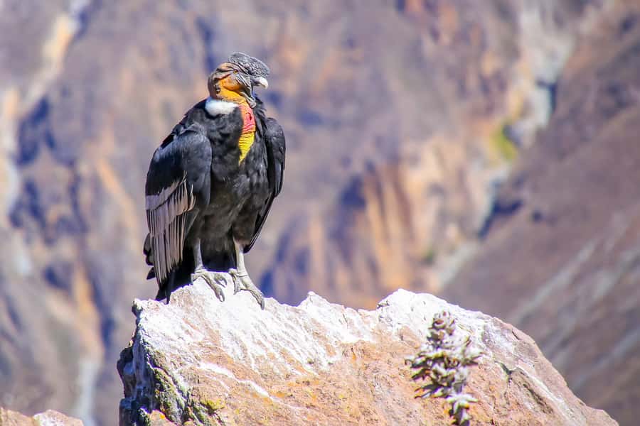 Full-Day Condor Viewpoint & Inca Sites Tour - Lunch in Limatambo: a real break before the canyon work