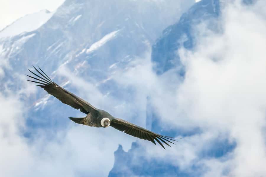 Full-Day Condor Viewpoint & Inca Sites Tour - Chonta at 11,975 ft: the viewpoint-before-the-hike effect