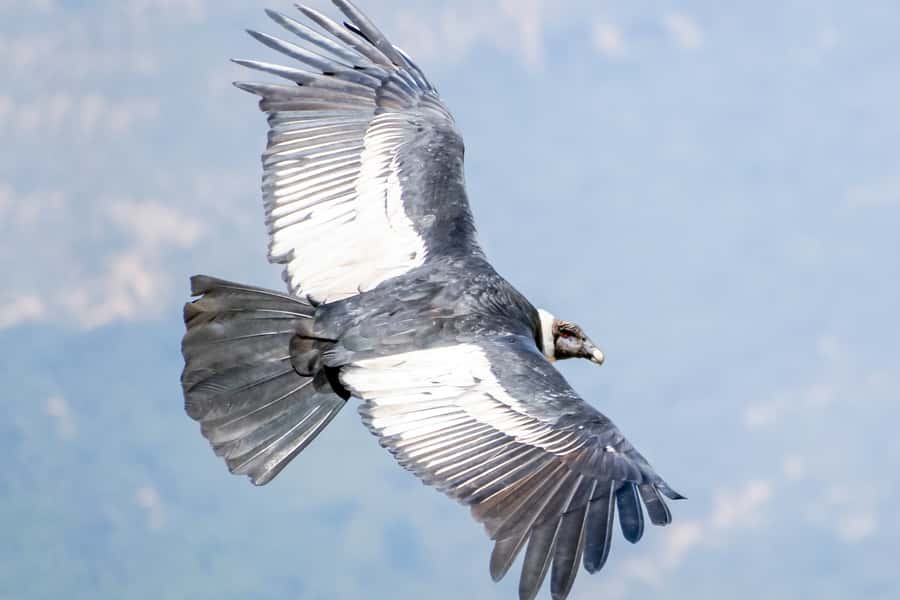 Full-Day Condor Viewpoint & Inca Sites Tour - The ride back to Cusco: what the 12-hour day feels like
