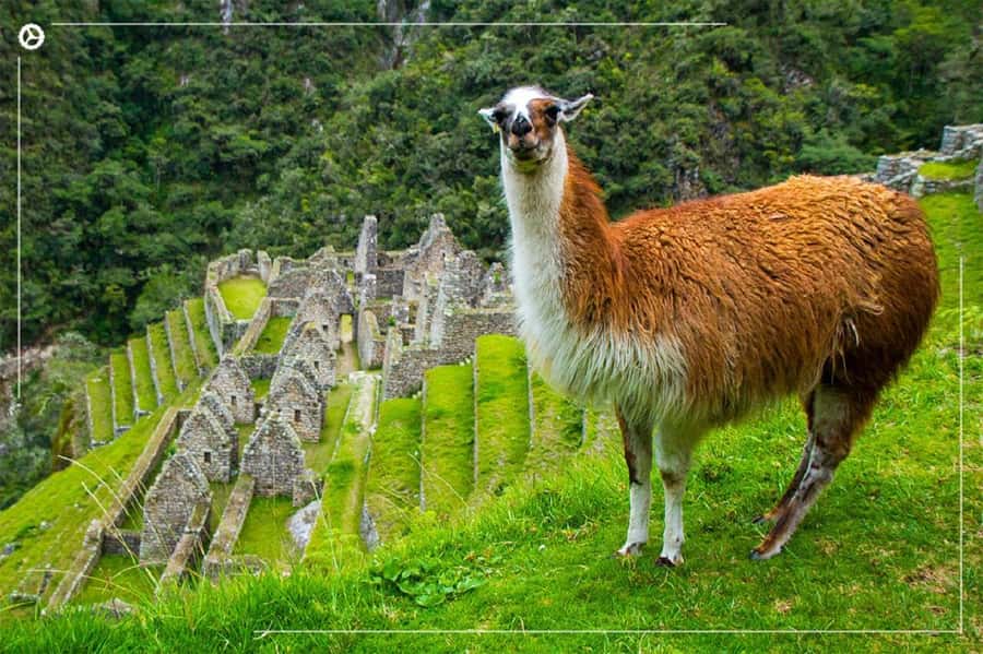 Inca Trail 2 days to Machu Picchu - Day 1: train to km 104, Chachabamba, and Wiñayhuayna