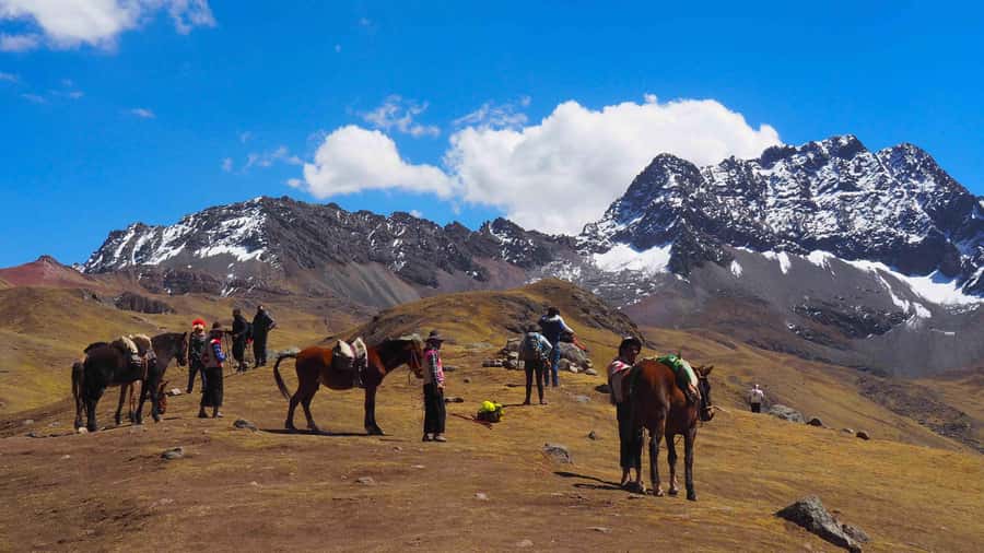Lima: 7-Day Inca Tour with Flights and Machu Picchu - Paracas, Ica, and Huacachina: sea lions, pisco, and fast sand
