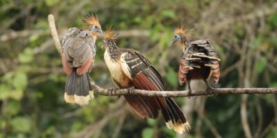 Living Nature from Cusco: 3 Days Manu Jungle all inclusive - Day 1: Cusco to cloud forest, Lupaca tombs, and Paucartambo