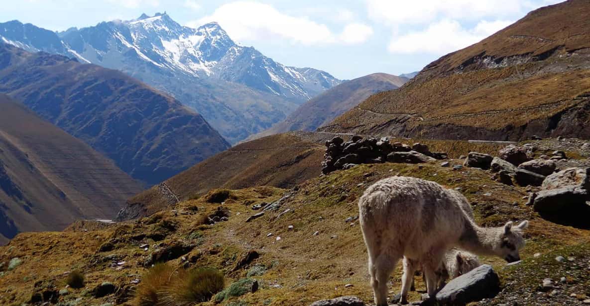 Machu Picchu 2 Days / 1 Night (By Bus) - Free time until about noon: how to use it well