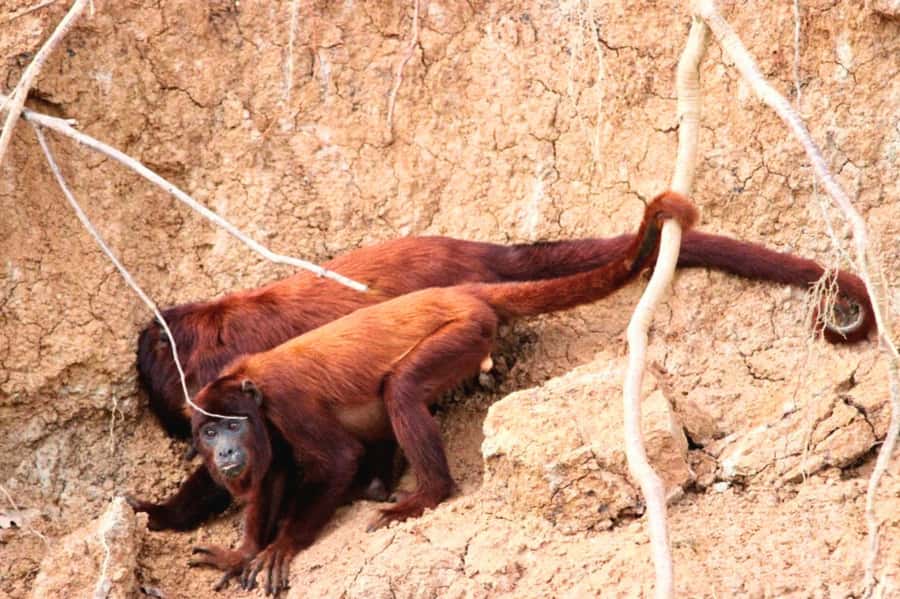 Manu National Park Tours from Cusco 5 Days - Key Things That Make This Manu Tour Worth Your Time