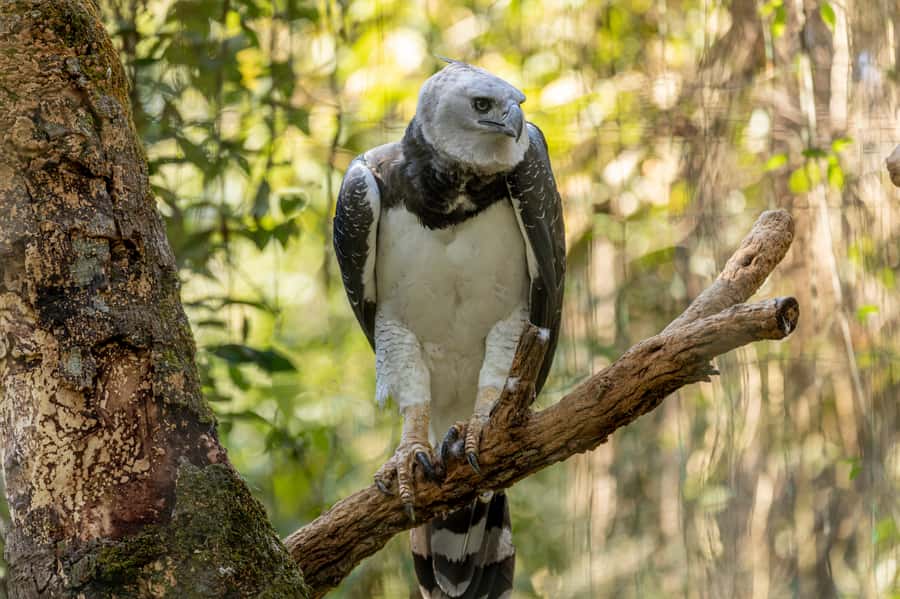 Manu National Park Tours from Cusco 5 Days - Why Manu From Cusco Works: Paucartambo to the Amazon Basin