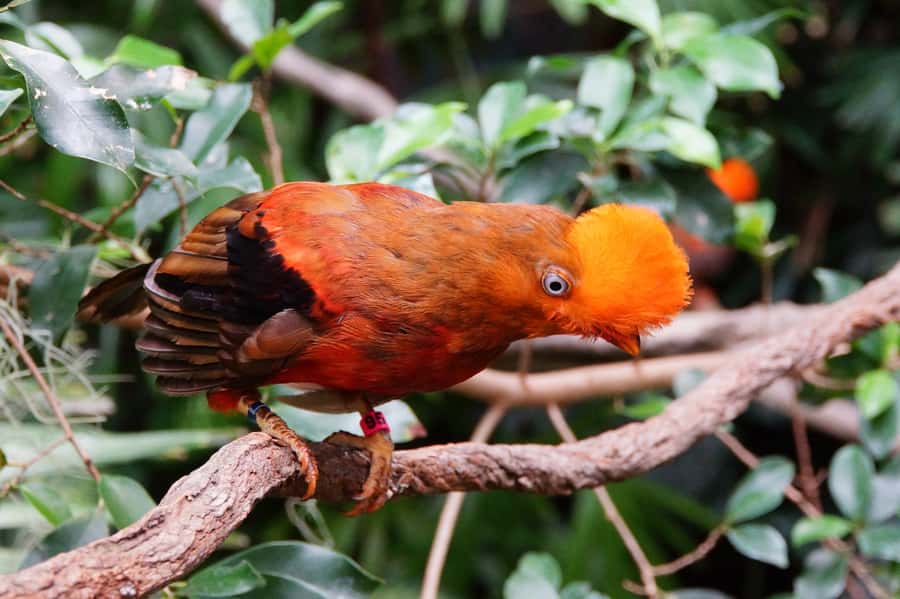 Manu National Park Tours from Cusco 5 Days - Day 2: Boat to Soga De Oro Lodge and Your First Guided Jungle Walk