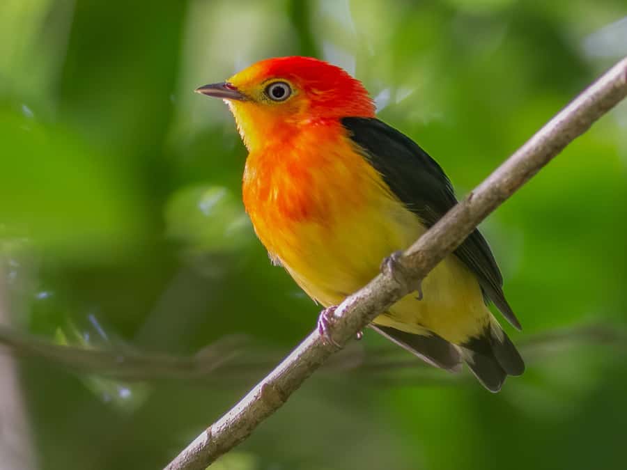 Manu National Park Tours from Cusco 5 Days - Day 3: Parrots, Medicinal Plants, and Sunset Over the Forest