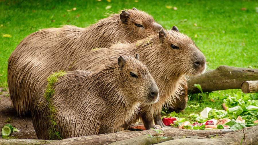 Manu National Park Tours from Cusco 5 Days - Price and Value: What You Get for $673 Per Person
