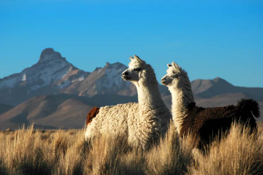 Pisaq, Ollantaytambo, Chinchero - Sacred Valley Experience - Lunch in the Sacred Valley: fuel for a full 9-hour day