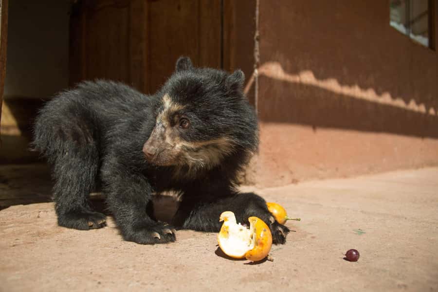 Visit to the Cochahuasi Animal Sanctuary with rescued animal - Key highlights worth planning for