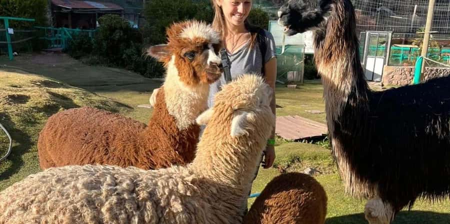 Visit to the Cochahuasi Animal Sanctuary with rescued animal - Cochahuasi Animal Sanctuary: what this is really like
