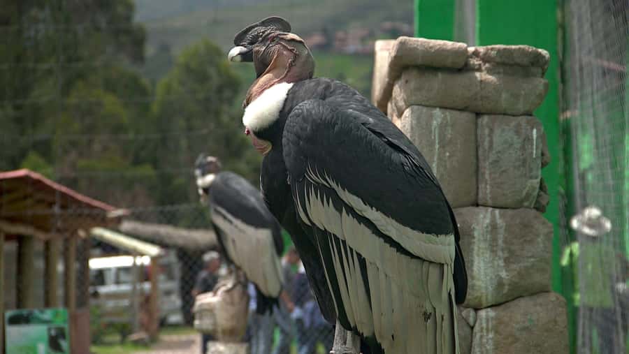 Visit to the Cochahuasi Animal Sanctuary with rescued animal - The guided animal viewing: species mix and conservation context