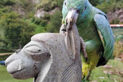 Visit to the Cochahuasi Animal Sanctuary with rescued animal - Getting there from Cusco without wasting your day