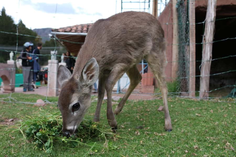 Visit to the Cochahuasi Animal Sanctuary with rescued animal - The “free time” break: 20 to 25 minutes to reset