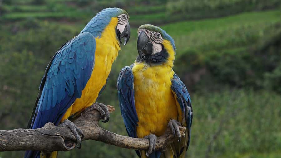 Visit to the Cochahuasi Animal Sanctuary with rescued animal - Price and value: is $50 per person worth it?