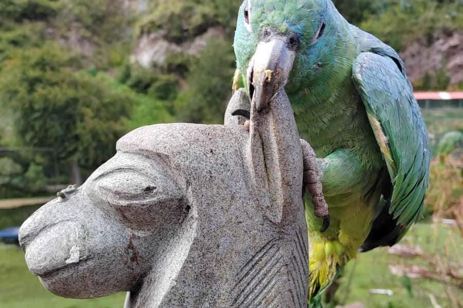 Visit to the Cochahuasi Animal Sanctuary with rescued animal - Getting there from Cusco without wasting your day